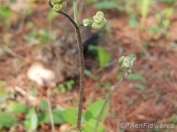 Fiddleheads