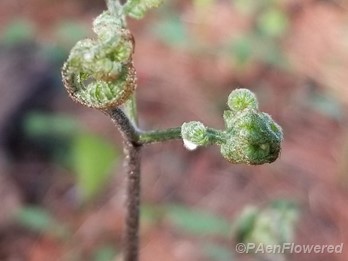 Fiddleheads detail