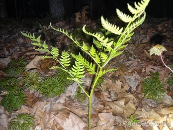 Immature fern