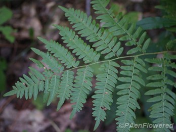 Adult frond
