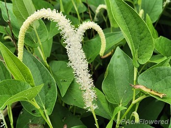 Plant in flower