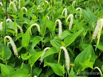 Plants in flower