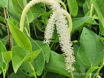 Lizard's Tail