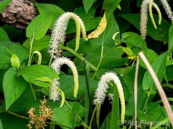 Plants in flower