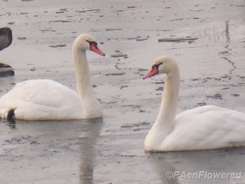 Winter swans