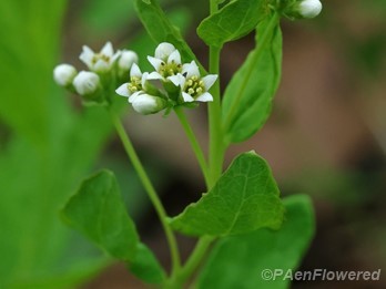 Plant in flower