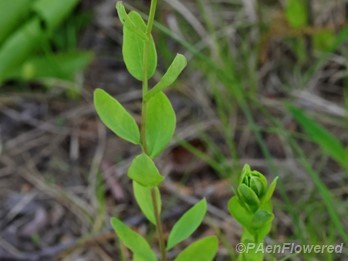 Young plants