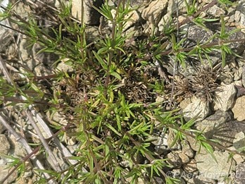 Foliage