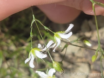 Sepals