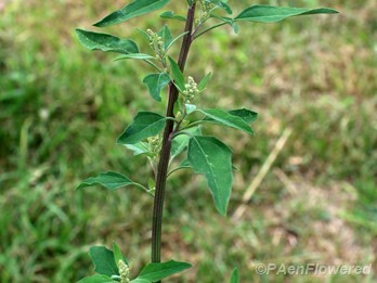 Plant with flower buds