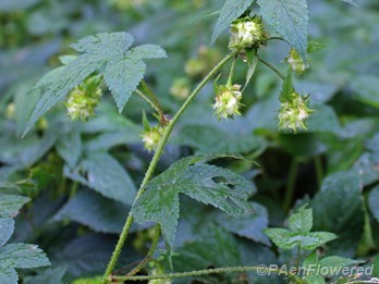 Pistillate flowers