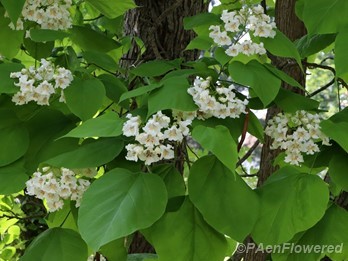 Southern catalpa