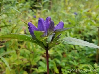 Meadow closed gentian