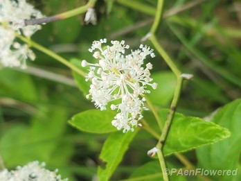 Flowers with background foliage 