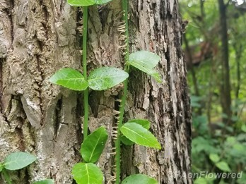 Leaf detail
