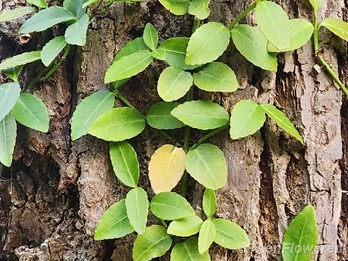 Leaves
