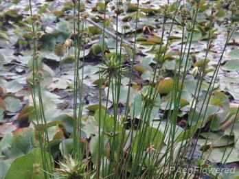 Plant form & habitat