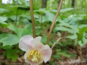 Flower in full bloom