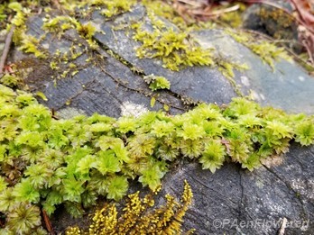 Growing on limestone rock