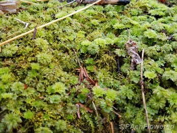 Moss patch