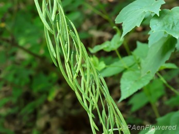 Plant with fruit