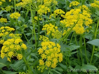 Heartleaf alexanders