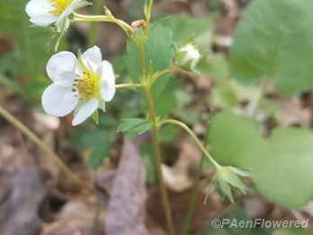 Plant form & habitat