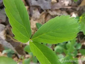 Leaf