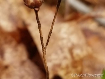 Capsules from last season