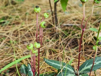 Plant in early fruit