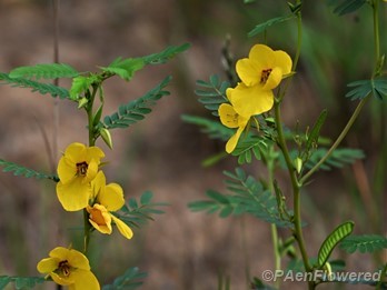 Plants in flower