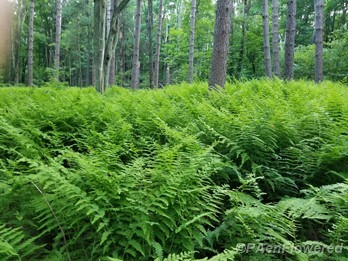 Hay-scented fern