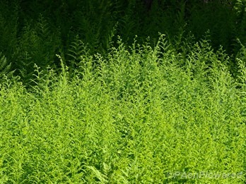 Unfurling fronds