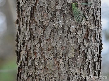 Mature Bark in winter