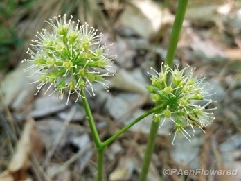 Wild sarsaparilla