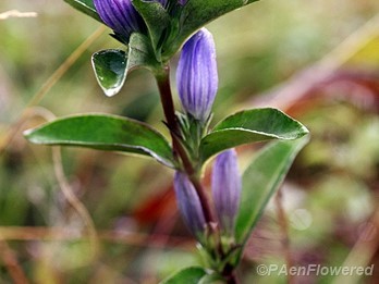 Soapwort gentian