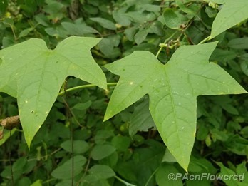Leaves