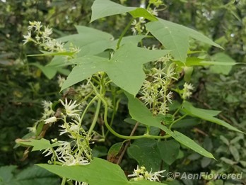 Plant form & habitat