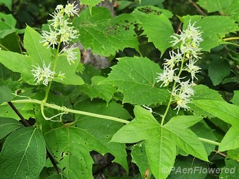 Plant in flower