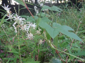 Leaves, flowers and fruit