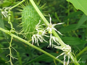 Fruit & flowers