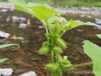 Flowers & leaves