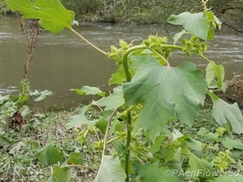 Plant form & habitat