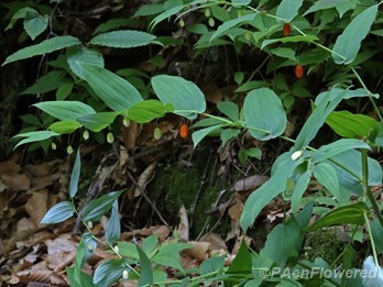 Clasping-leaved twistedstalk