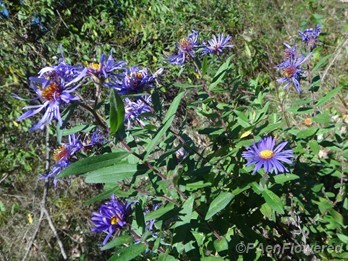 Late Purple Aster