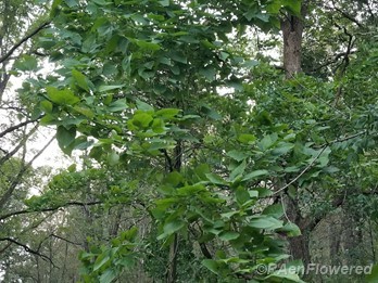 Catalpa sp.