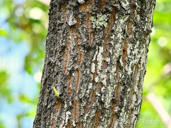 Mature bark