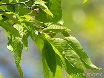 Emerging leaves