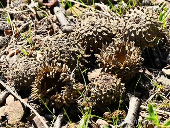 Shaggy acorn caps