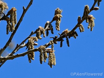 Branch with catkins